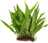 Live Plants for Fish Tank - Java Fern Mat with Coconut Coir,