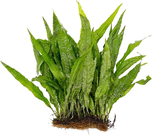 Live Aquarium Plants - Java Fern Mat, Large Microsorum Pteropus, Tall Fresh