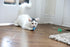 Pack 4 Count (Pack 1) Petmate Interactive Cat Toys - Cat Crazies Multi by Petmate