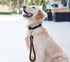 Short Dog Leash, 12 Inch Rope Traffic Handle Leash, 1/2" Strong Nylon Training Tab for Medium/Large/Ex-Large Dogs, Red