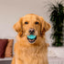 Playology Squeaky Dog Toy | Durable Peanut Butter Scented Rubber Fetch Ball for Large Dogs | Floating Non-Toxic Toy