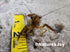 Generic Live Freshwater Ghost Shrimp & Small Crayfish Combo Feeder Shrimp, Live Crawfish, Aquarium Algae Cleaners