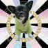 Gold Dog Collar with 14mm Cuban Link Chain, Handmade Iced Out Diamond Pet Jewelry