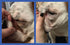 2 Pack 2 Oz. Squishface Wrinkle Paste - - Bulldog, French Bulldog, Pug, English Bulldog Cleans Wrinkles, Tear Stain
