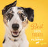 Cosmo's Snack Shack (24 Count Pack 1) Peanut Butter Bakery Bone - All Natural Dog Treat - Made in USA