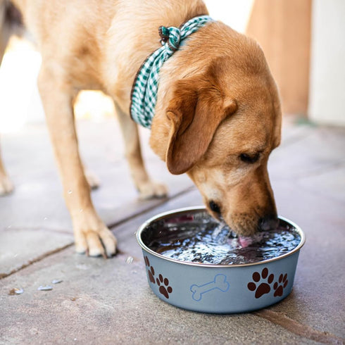Loving Pets Bella Dog Bowls, Stainless Steel, Spill Proof, Small 10-20 lbs, Blueberry