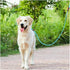 MayPaw Dog Leash Rope Slip Lead | 1/4"-5Ft Sturdy Nylon Puppy Leash | Colorful Adjustable Training Leash for Small Dogs