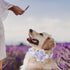 Lionheart Glory Purple Dog Collar with Flower, Adjustable Floral Pattern for X-Large Dogs