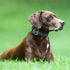 TSPRO Tactical Dog Collar - 1.5 Inch Wide Thick Collars with Heavy Duty Metal Buckle for Medium to Large Dogs (Green M)