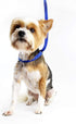 Midlee 4 Foot Dog Kennel Slip Lead - Heavy Duty Nylon Pack of 10