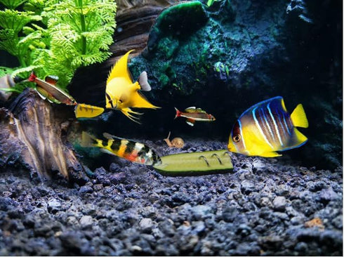 Fish Tank Vegetable Feeder - Aquarium Vegetarian Feeder, Bottom Sinking Fish Feeder, 5PCS
