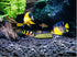 Fish Tank Vegetable Feeder - Aquarium Vegetarian Feeder, Bottom Sinking Fish Feeder, 5PCS