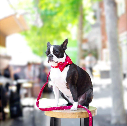 Unique Style Paws Cotton Dog Collar with Bow, Red White Round Dot for Small Medium Large Boys Girls