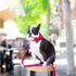 Unique Style Paws Cotton Dog Collar with Bow, Red White Round Dot for Small Medium Large Boys Girls