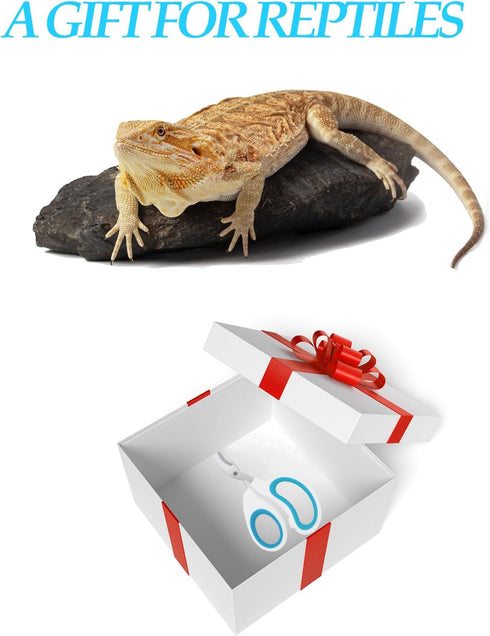 Engorgio Stainless Steel Bearded Dragon Nail Clippers,Lizard Nail Clippers,Bearded Dragon Supplies,Bearded Dragon Nail