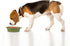 SLSON 2Pack Collapsible Dog Bowl - Integrated Molding Travel Bowl, No Plastic Rim, 600ML (Navy Blue + Dark Green)