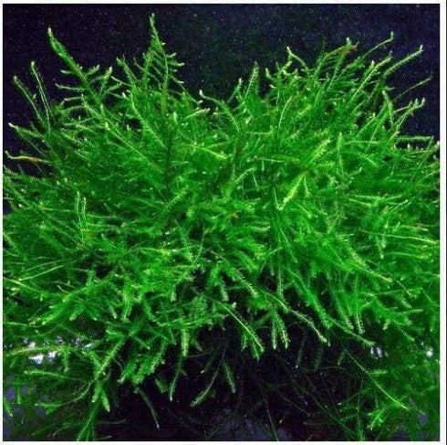 Live Java Moss Aquarium Plant - Easy Care & Vibrant Green