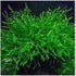 Live Java Moss Aquarium Plant - Easy Care & Vibrant Green