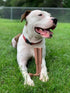 SPOT Bam-bones PLUS T Bone, Durable Bamboo Fiber & Nylon Chew Toy for Aggressive Chewers, 7in