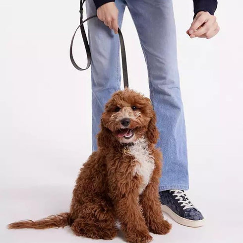Multi Function 8ft Genuine Leather Dog Leash - Hands Free Training for Small, Medium, Large Dogs (Black)