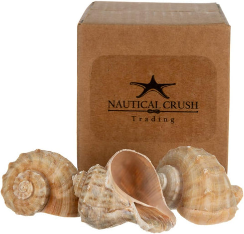 3 2"-3" 1.75"-2" Hermit Crab Shells | Shells for Hermit Crabs | Rapana Shells | Opening Size Approx. | Hermit Crab