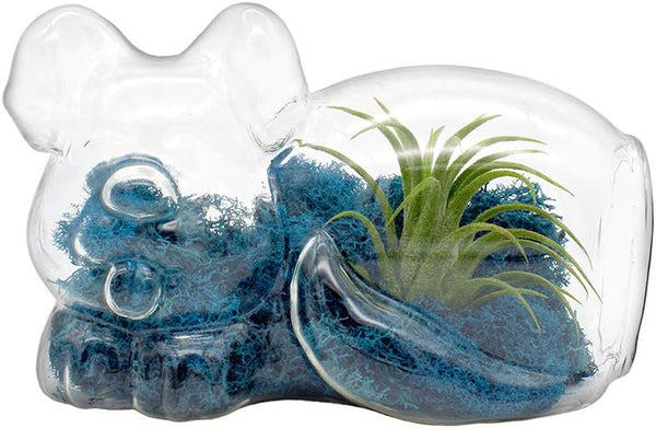 5.75" Puppy Dog Shaped Glass Terrarium Kit with Live Tillandsia Air Plant
