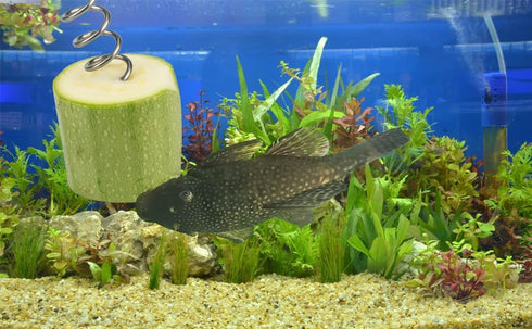 Fish Tank Vegetable Feeder - Aquarium Vegetarian Feeder, Bottom Sinking Fish Feeder, 5PCS