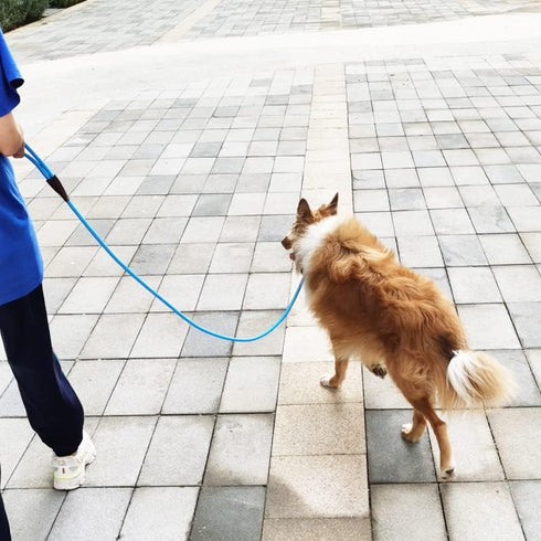 Rope Slip Lead Dog Leash | Heavy Duty 1/2” by 5ft Solid Colors | 7+ Climbing Nylon Round Training Leash for Medium Large