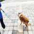 Rope Slip Lead Dog Leash | Heavy Duty 1/2” by 5ft Solid Colors | 7+ Climbing Nylon Round Training Leash for Medium Large