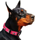 Rhea Rose Pink Dog Collar - Summer Daisy and Bees Print for Large Dogs