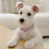 Dogs Kingdom Amazing 3 Rows Rhinestones Necklace Pet Collar, Bling Bone Jewelry for Cat Dog Wedding Accessories, Red,