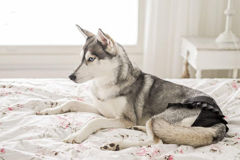 FINNERO Ballerina Dog Diaper Washable, Reusable, Leak-Proof Heat, Period & Urine Incontinence Protection Comfortable