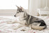 FINNERO Ballerina Dog Diaper Washable, Reusable, Leak-Proof Heat, Period & Urine Incontinence Protection Comfortable