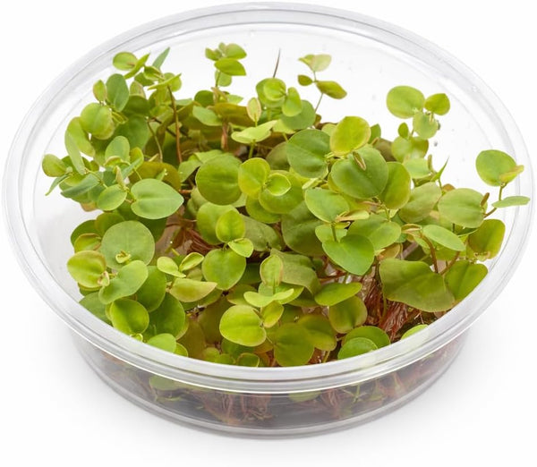 Red Root Floater Live Aquarium Plants(100+ Leaves) Phyllanthus Fluitans, 8 oz Cup