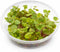 Red Root Floater Live Aquarium Plants(100+ Leaves) Phyllanthus Fluitans, 8 oz Cup