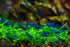 20+ High Grade Blue Dream Shrimps Neocaridina Live Freshwater Shrimp Aquarium Inverts (Live Guarantee or Replacemnt is