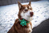 Lionheart Glory St. Patrick's Day Dog Collar, Adjustable Cute Floral Pattern Collar for X-Small Dogs