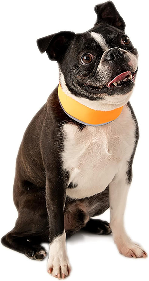Hi-Vis Dog Cooling Collar, Orange Reflective Re-Freezable Ice Collar for Small Dogs