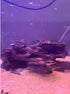 PINVNBY Natural Large Driftwood for Aquarium, Assorted Branches for Reptile Terrarium Decor