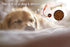 2Pcs Dog Training Ball on Rope, Exercise and Reward Toy for Chew Training, Tug Toy for Dogs