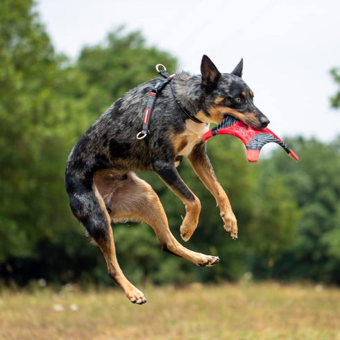 EzyDog Crosscheck Harness - Dog Training No Pull Harness, Escape Proof, Reflective, Comfortable Fit (S, Blue)