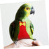 Stylish Washable Cockatiel Flight Diaper - Comfortable Bird Clothing