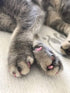 100pcs Cat Nail Caps/Tips, Pet Cat Kitten Paws Covers with 5 Adhesive Glue and 5 Applicators