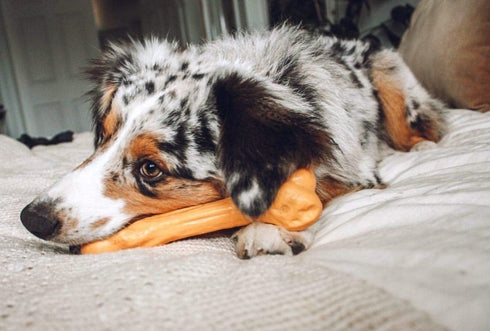 Pet Qwerks Zombie BarkBone - 9.5" Nylon Dog Bone for Moderate Chewers, Cheddar Cheese Flavor
