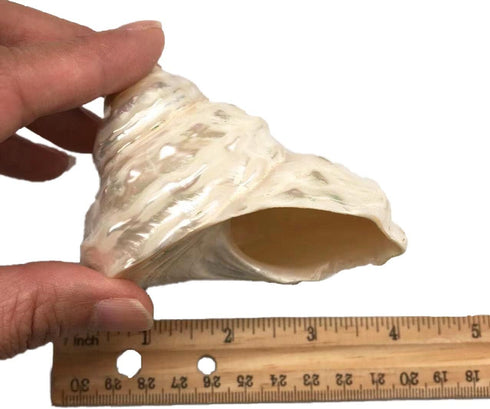 GENERIC 1PC Conch.(3.5Inch ~4inch) Natural Fluorescent Can be Used as Hermit Crab Replacement Shells, Fish Tank