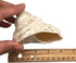 GENERIC 1PC Conch.(3.5Inch ~4inch) Natural Fluorescent Can be Used as Hermit Crab Replacement Shells, Fish Tank