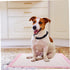 60x60cm 40 Yardwe Thickened PET Training Pads Large Pieces Water Absorbent Dog Diapers Leakproof Puppy Pads for Indoor