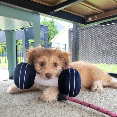 Nestpark Doggy Dumbbell - Cute Funny Dog Toys for Fitness Workout Parody (Dumbbell)