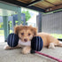 Nestpark Doggy Dumbbell - Cute Funny Dog Toys for Fitness Workout Parody (Dumbbell)