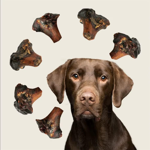 ROAM Pet Treats Large Gnaw-Kle Ostrich Knuckle Dog Chew for Medium to Large Dogs, 10.2 Ounce (Pack of 3)